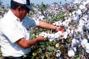 Los cultivos de algodón dependieron en gran medida de los productos de Grupo Tecun.