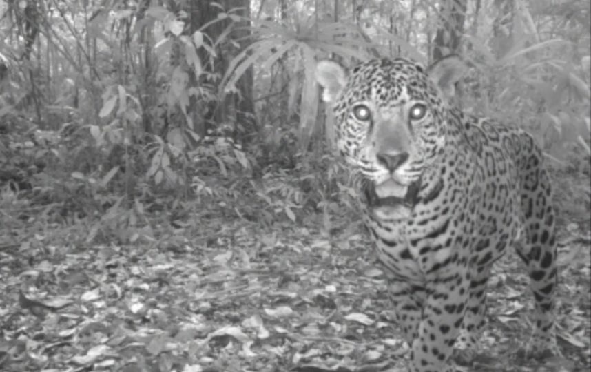 Reportan avistamientos de jaguares en la Reserva de la Biosfera Maya