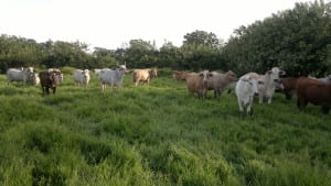 25 Fincas Ganaderas de Puriscal incorporan buenas prácticas agropecuarias que traerán importantes beneficios para el productor y consumidor.