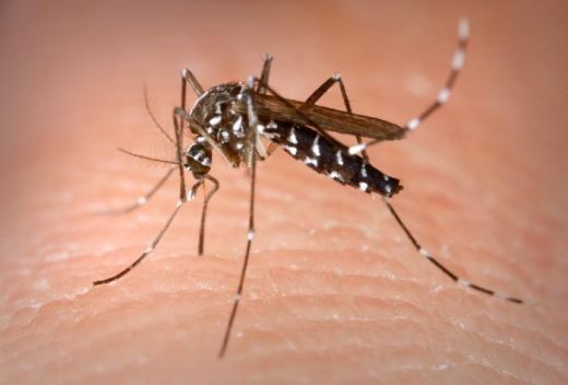 Vacuna contra el dengue en el mundo es aprobada en México