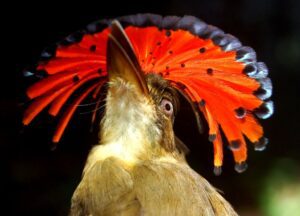 Estados Unidos y Costa Rica se hermanan para trabajar en beneficio de aves migratorias y las áreas protegidas que las albergan. Foto Andrés Jiménez.