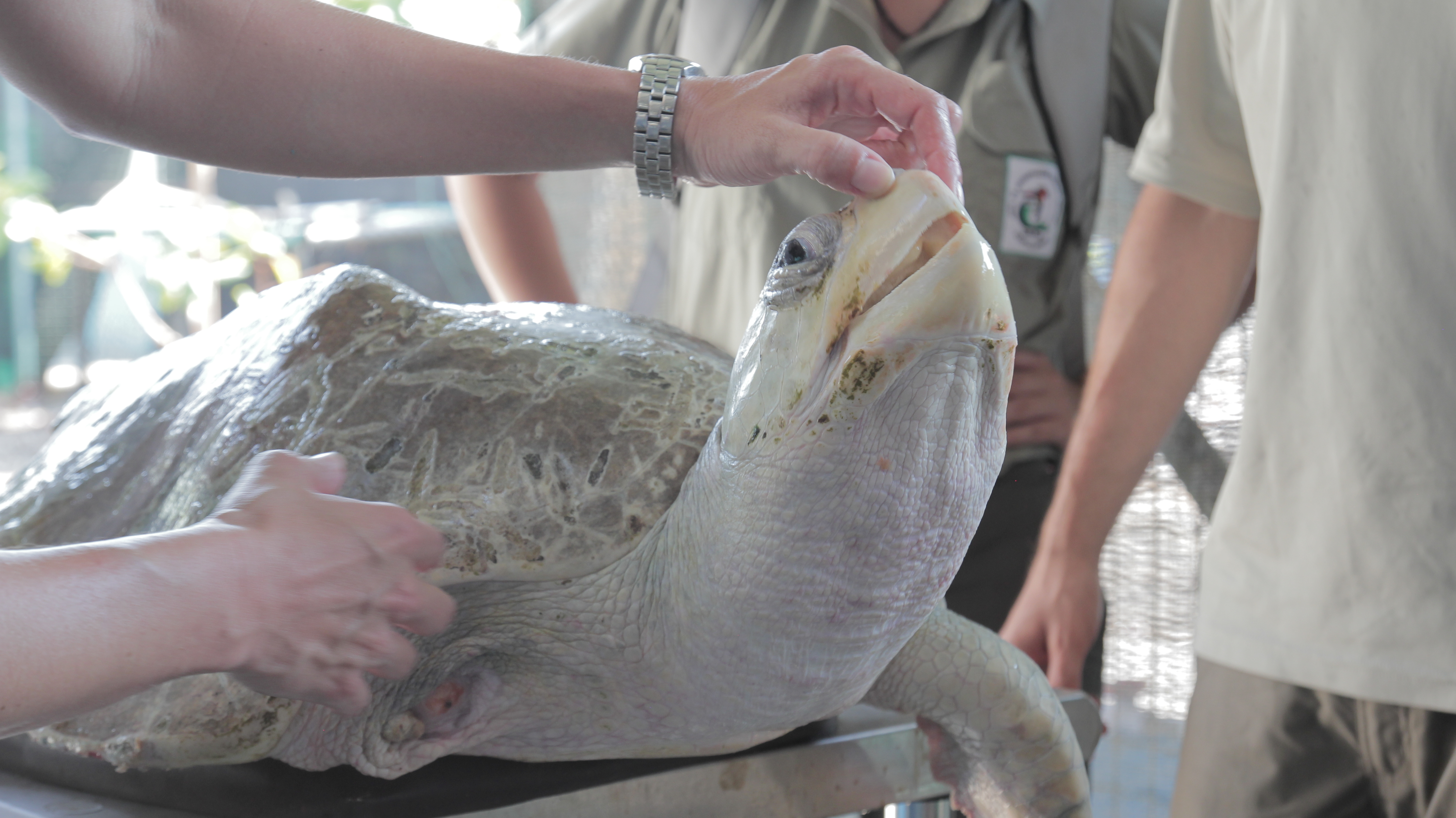 Pescadores recibirán capacitación para liberar tortugas capturadas incidentalmente