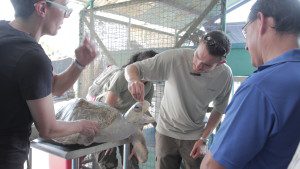 Se mostrarán técnicas para que las tortugas sobrevivan al impacto indirecto de la captura de atún y dorado.