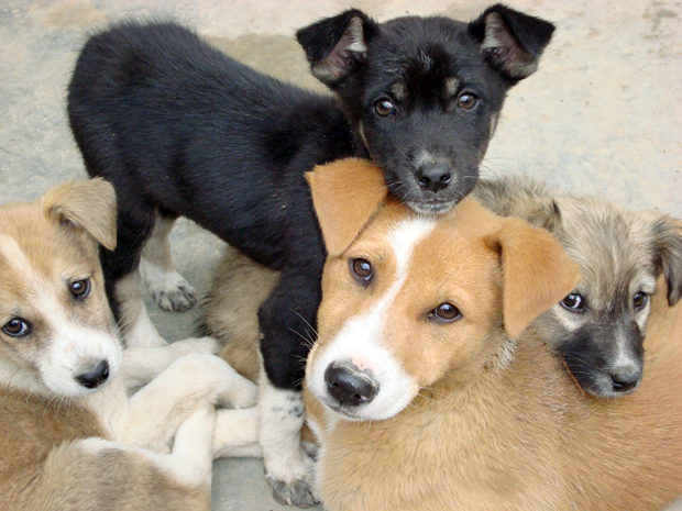 Feria de adopción brindará nuevo hogar a perros y gatos en Alajuela