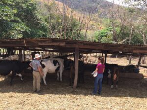Finca de  Alejo Chaves, en San Ramón.