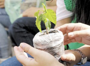 La siembra será apoyada por la marca Tork.