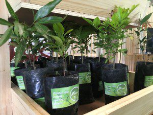 Contribuir con el ambiente es parte de la Responsabilidad Social de la empresa.