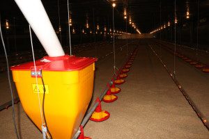 Esta es una granja que está haciendo uso de todas las opciones tecnológicas.