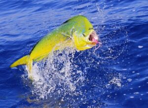 Promueven acercamiento entre sector pesquero y la comunidad científico costarricense.