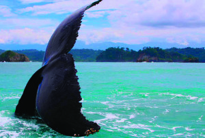 Tours operadores con grandes ofertas turísticas.