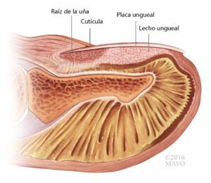 Ilustracin mdica de la ua (2) SP