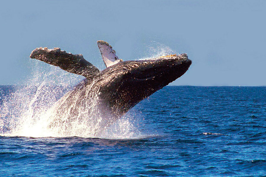 Inició temporada de avistamiento de ballenas y delfines en Quepos
