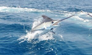 Pesca deportiva genera alrededor del 2.5% del PIB en el país. 