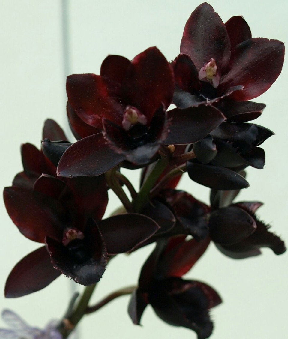 IV Edición de la Expo Orquídea de la Independencia 2016