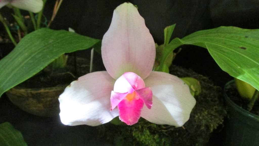 Orquídeas guatemaltecas son las más buscadas