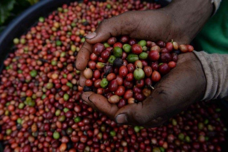 Proyecto impulsará café nicaragüense