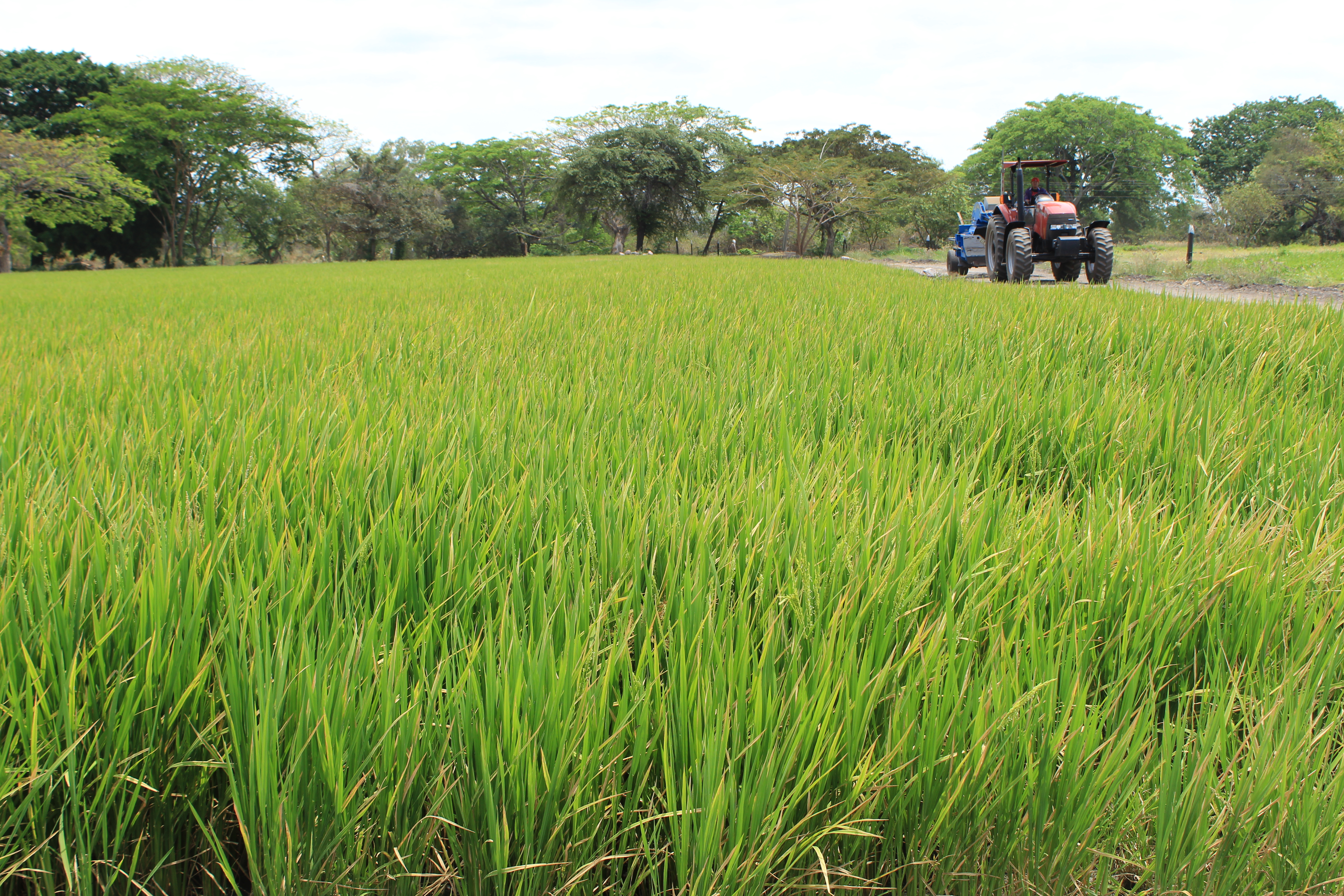 Día de campo con productores de arroz