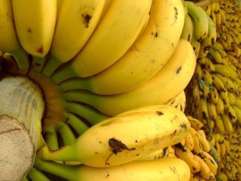 Banano mantiene sus volúmenes en mercados internacionales