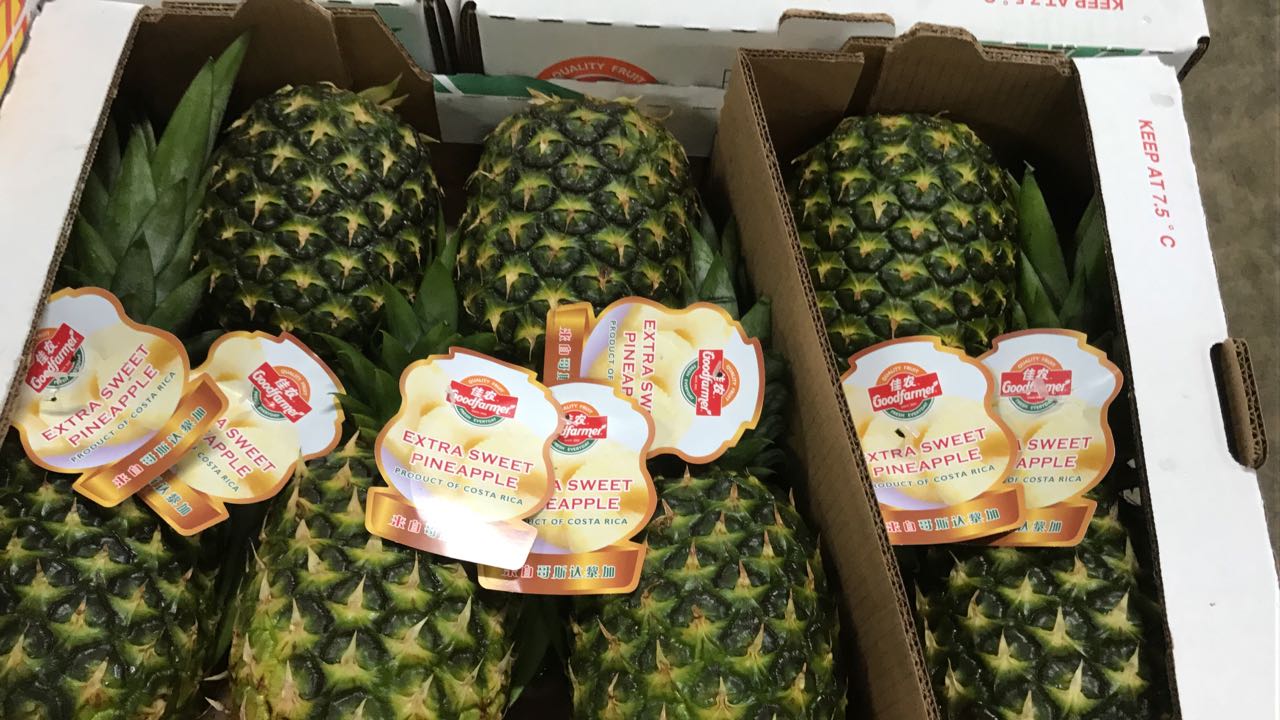 Costa Rica hace su primera exportación de piña a China