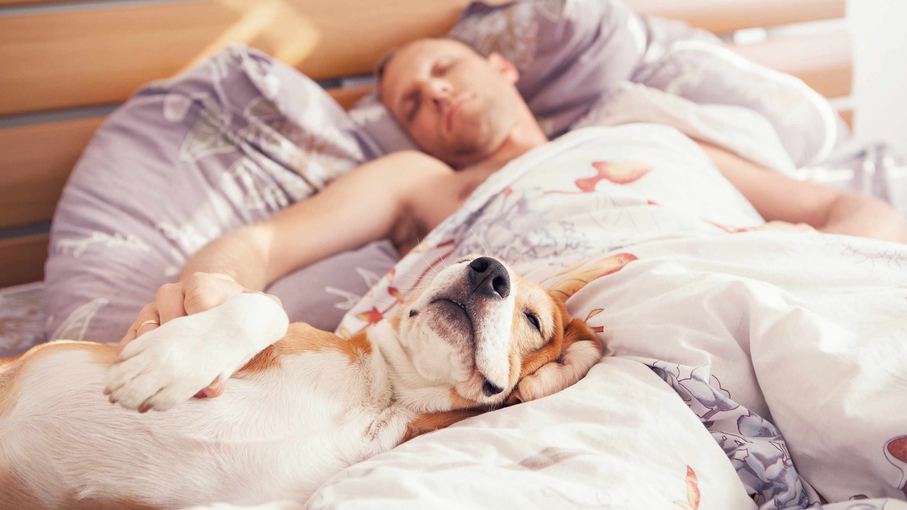 ¿Erramos al dormir con nuestros perros?
