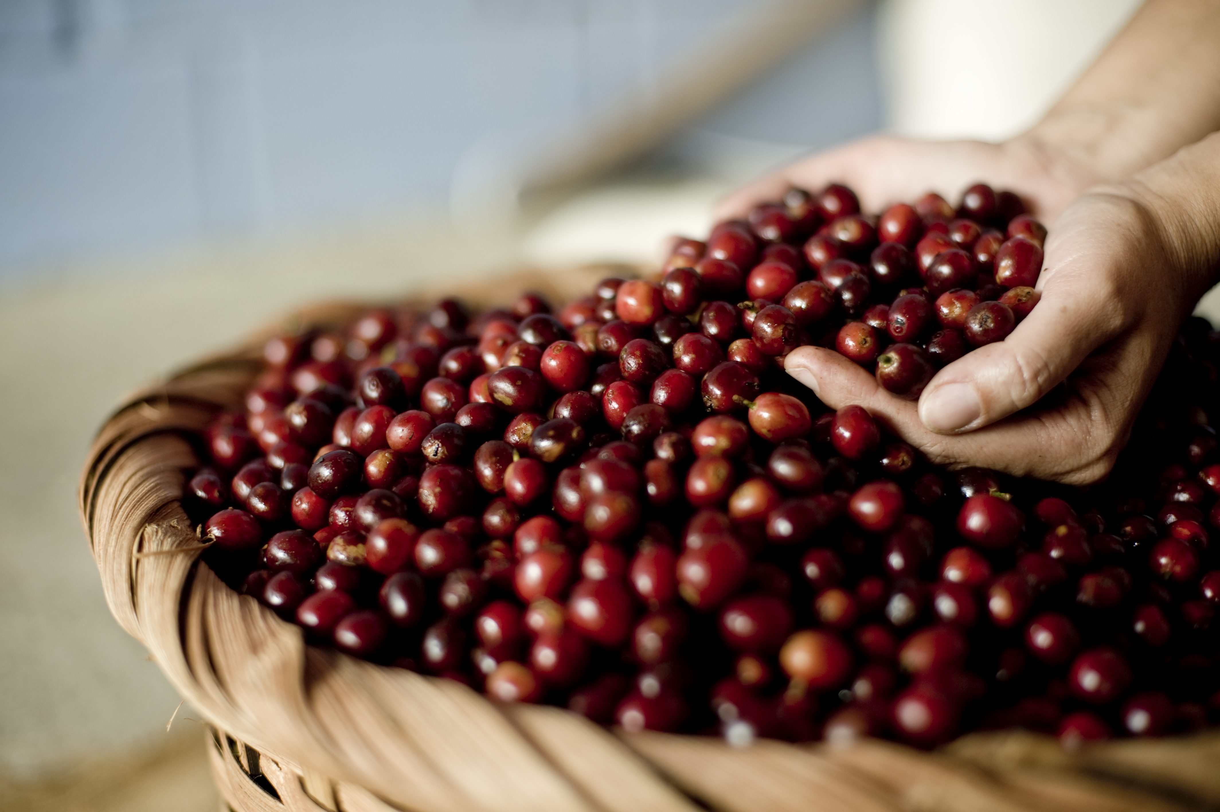 Exportación de café en Guatemala es de 4,63 millones de quintales