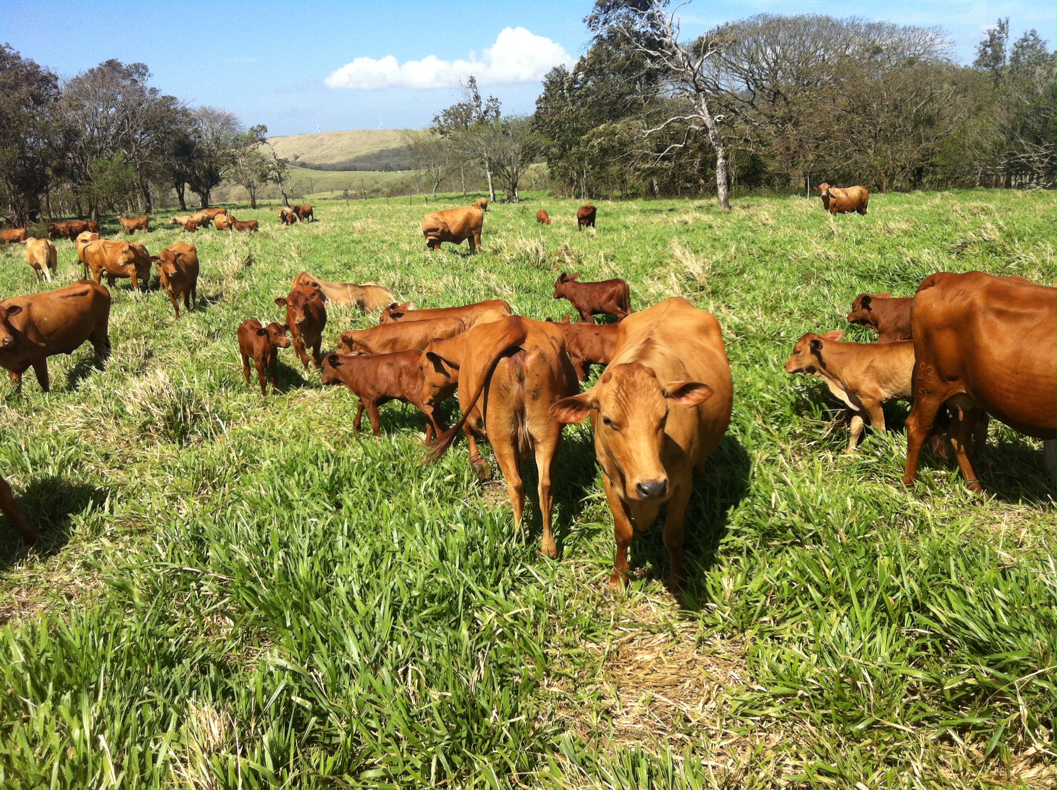 Productores desarrollan fincas sostenibles modelo