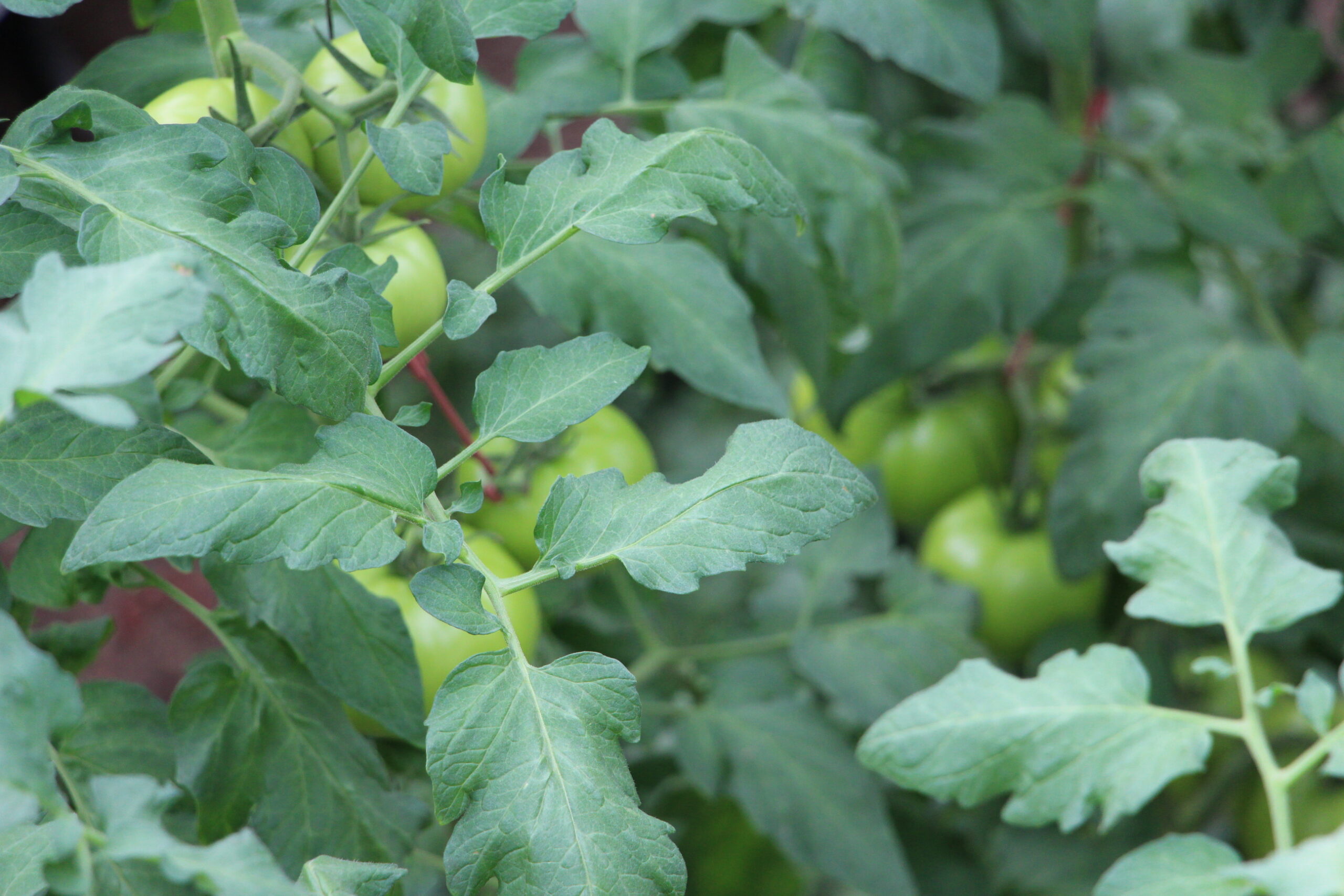 Tomates de producción hidropónica destacan entre los ingredientes de McDonald’s