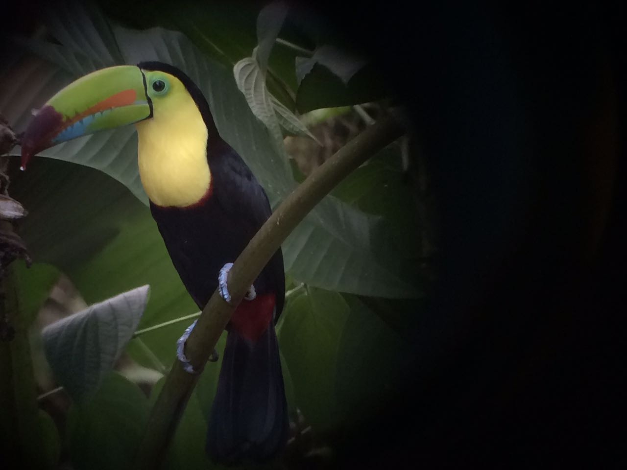 Disfrute de la mejor época del año para la observación de aves en San Carlos