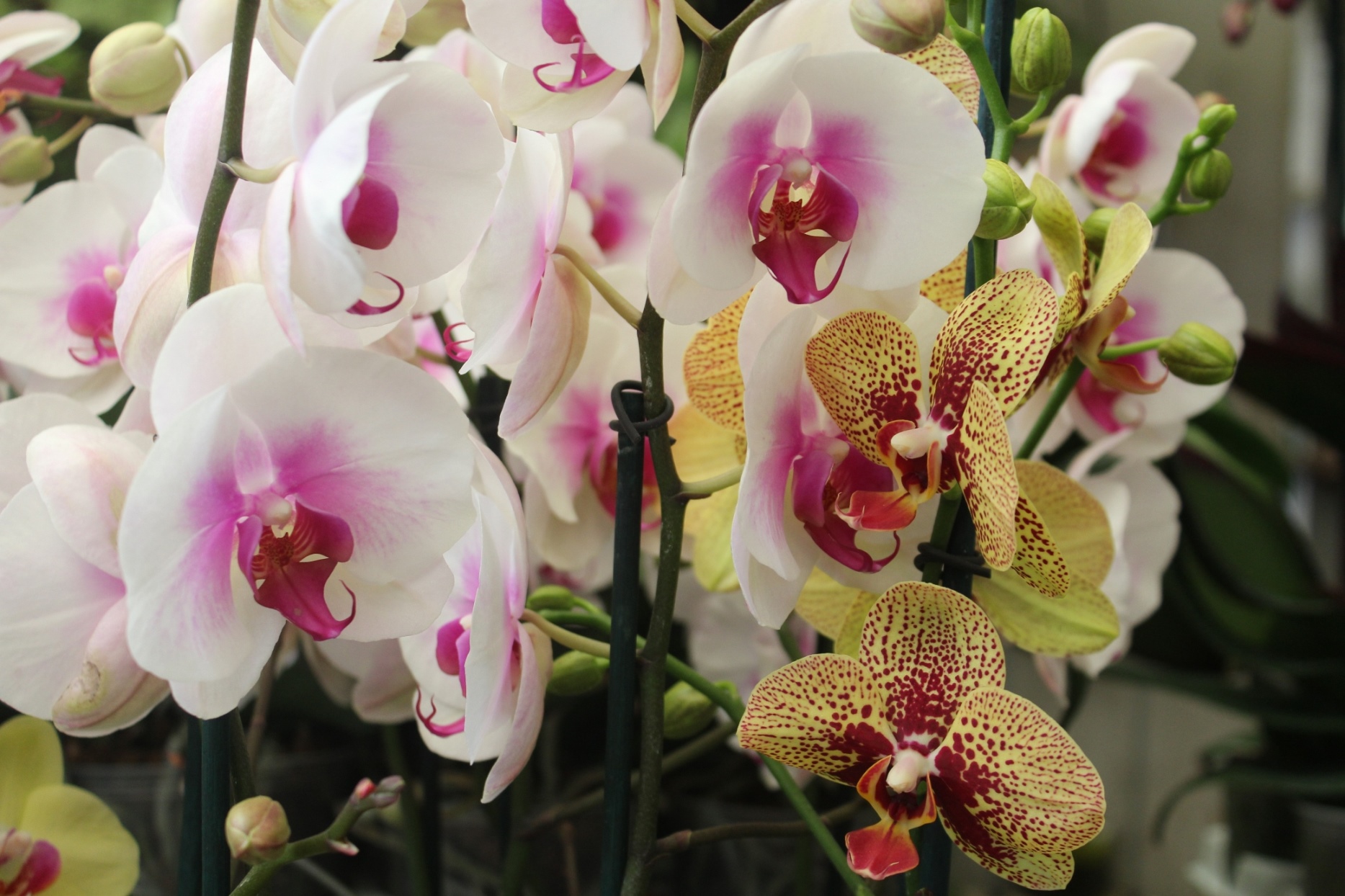 La “Naturaleza deslumbrante” será exhibida  en la XLIV Exposición Nacional de Orquídeas