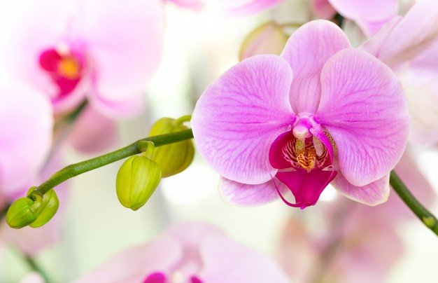 Más de 1.500 orquídeas le esperan este fin de semana en Escazú