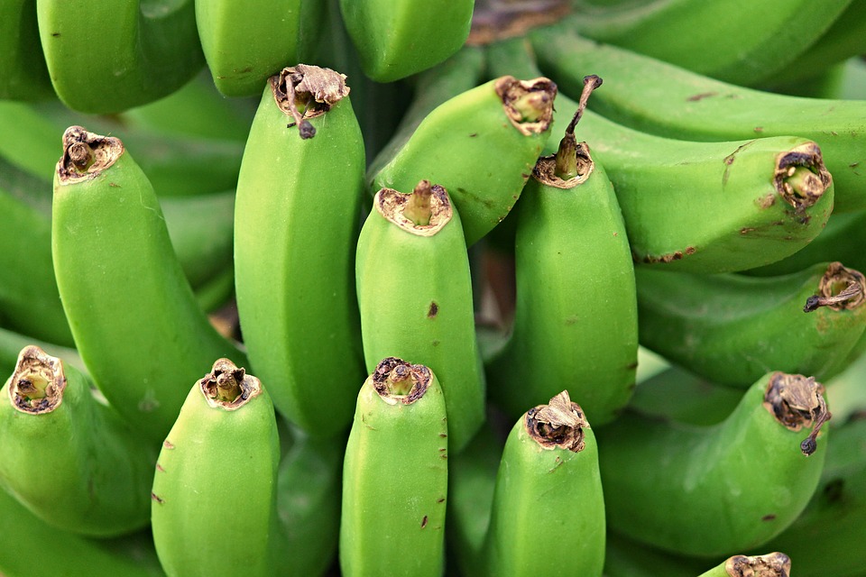 Nicaragua aumenta las exportaciones de banano