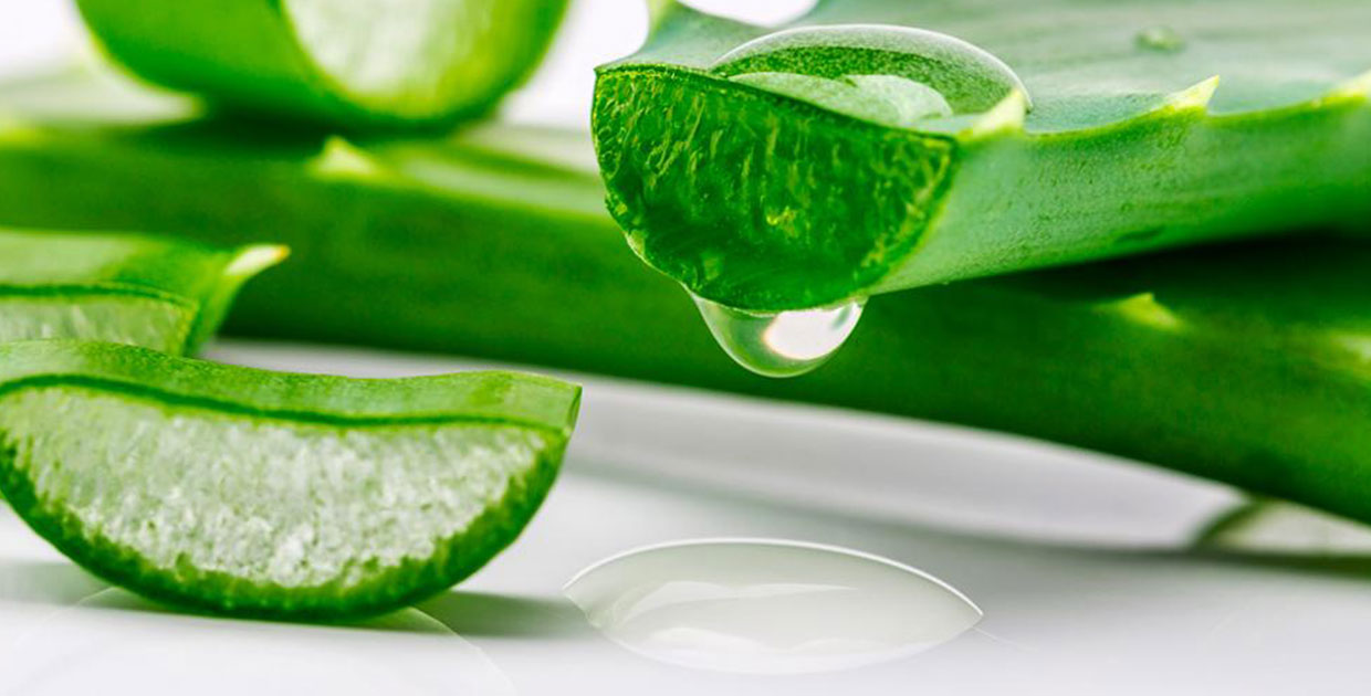Prevenga enfermedades gastrointestinales con un buen consumo de Aloe Vera