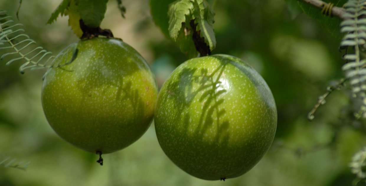 Empresa suiza procesará maracuyá de Nicaragua