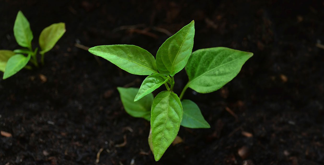 Premios Latinoamérica Verde inicia búsqueda de propuestas para ayudar al planeta
