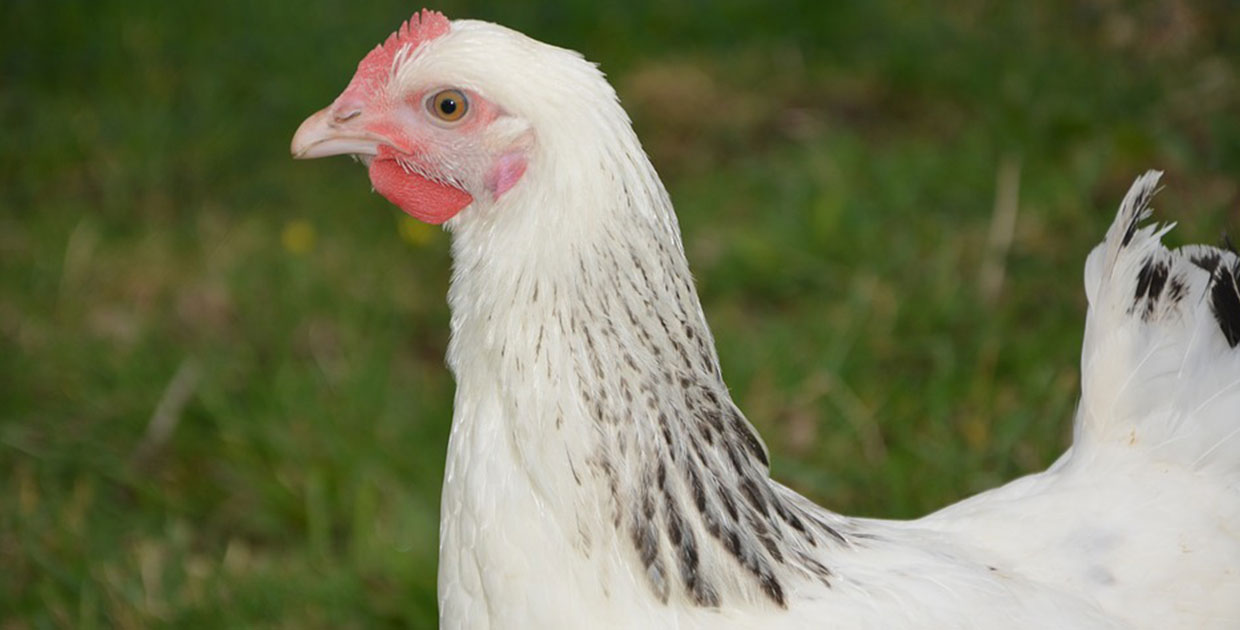 Cargill inaugura nueva planta procesadora en Nicaragua