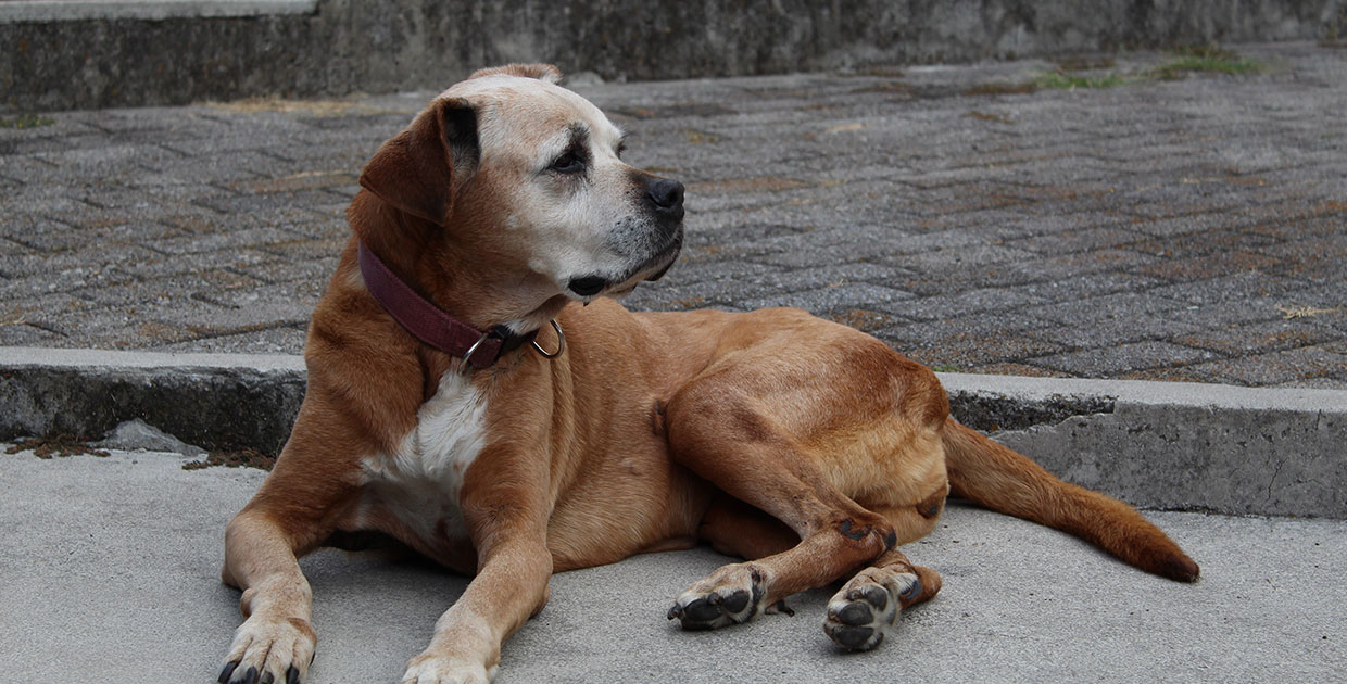 Perrotón: una gran oportunidad para ayudar a los perros del refugio A.H.P.P.A