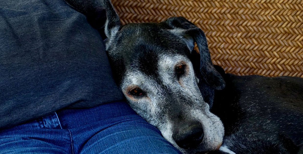 Hogar libre de malos olores