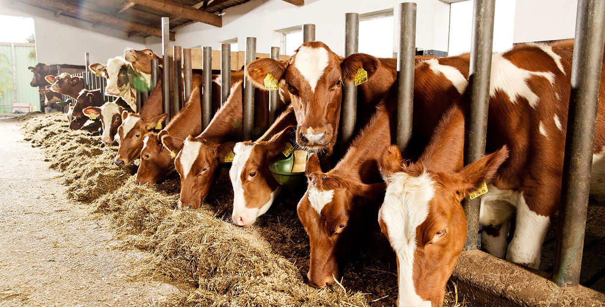 Bayer busca innovaciones agropecuarias para premiarlas con hasta 30.000 euros