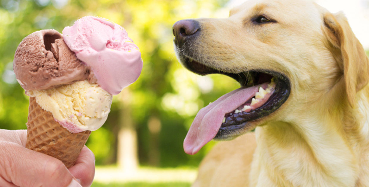 Primer festival gastronómico para perros se realizará en Terrazas Lindora
