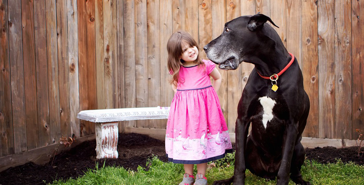 Scotiabank lanza producto especial para el cuidado y protección de mascotas