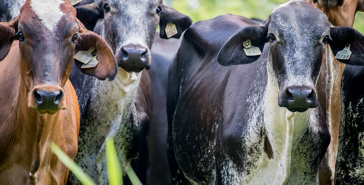 Nestlé entrega a productores las primeras novillas desarrolladas para altas producciones