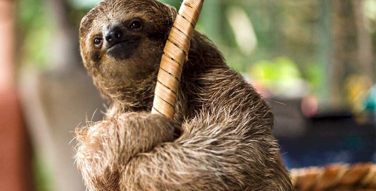 Café Britt apoyará programa de rehabilitación y liberación osos perezosos