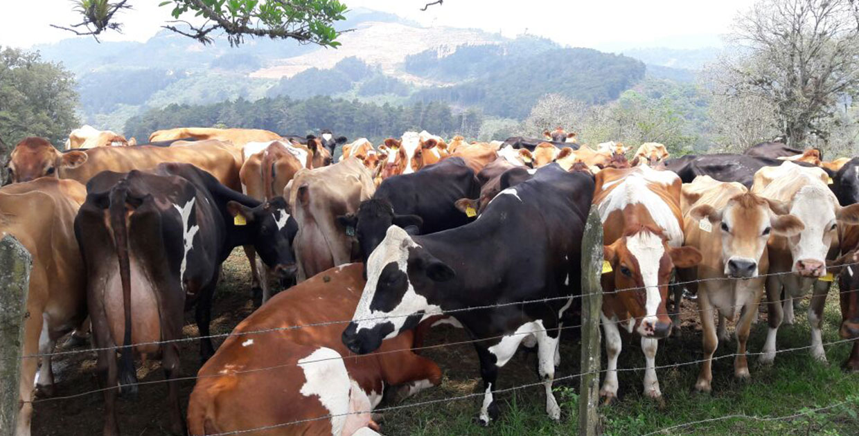 Costa Rica exportó US$155,2 millones en  productos lácteos en 2017