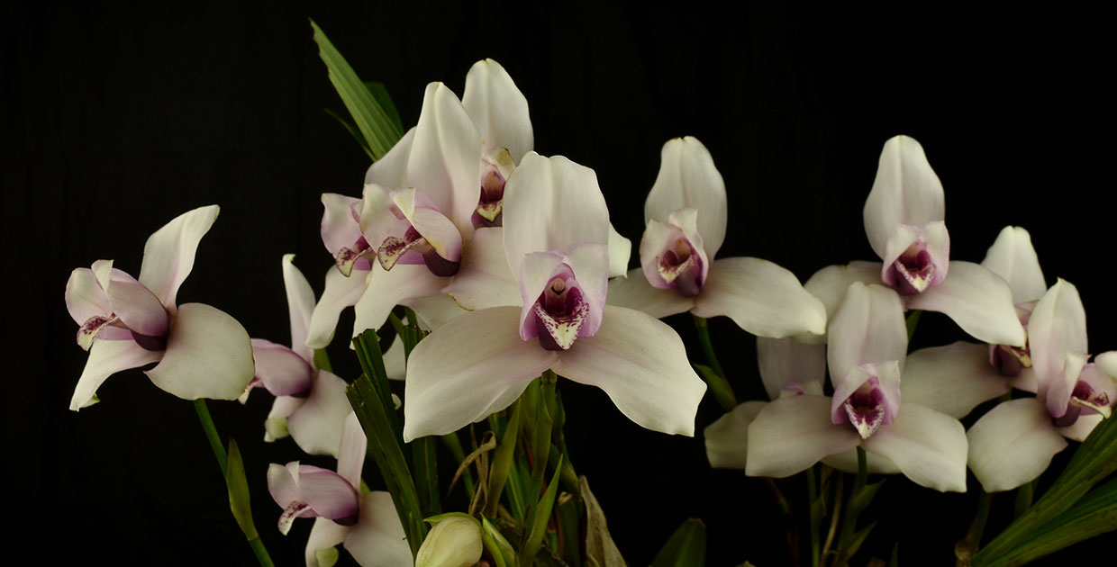 Más de 1.000 orquídeas en la II Exposición Nacional en Guatemala