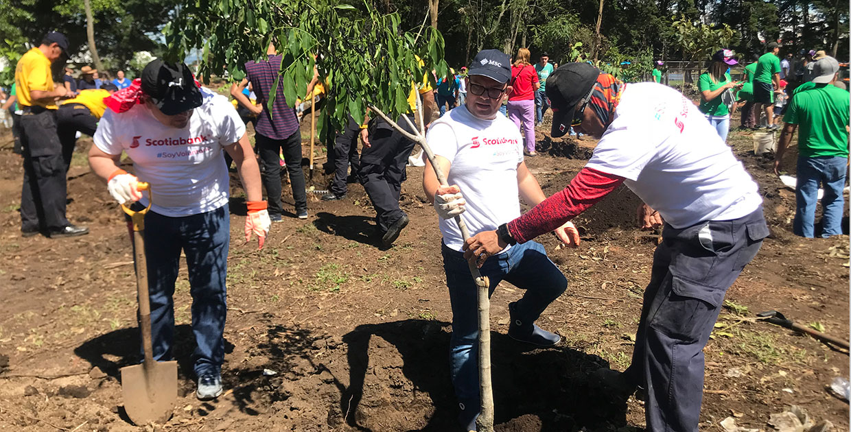 Programa de rearborización de La Sabana, en Costa Rica, tiene 93% de avance