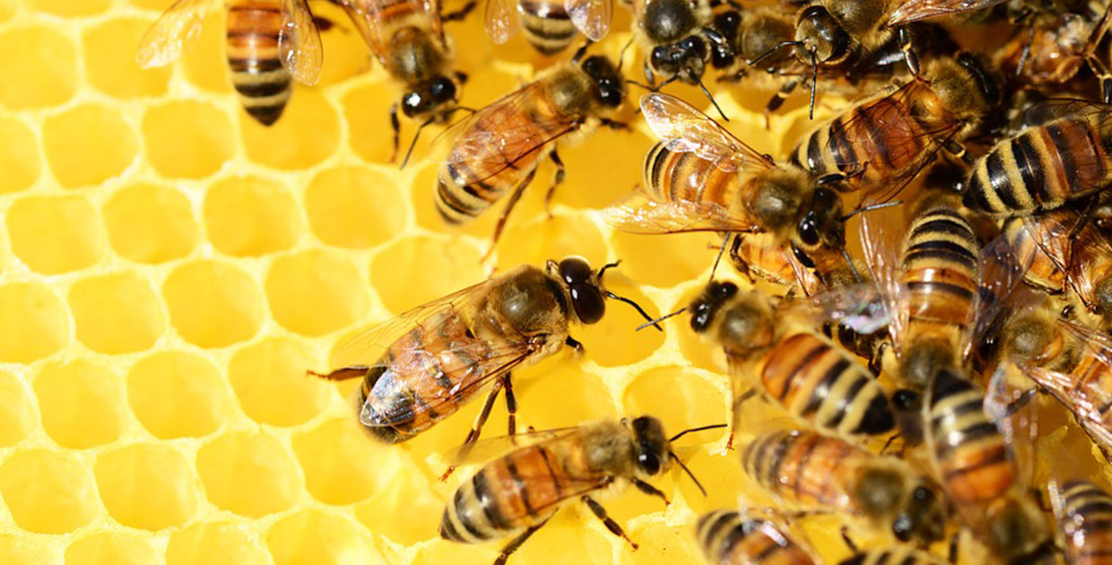 Inteligencia Artificial ayuda a conservar las Poblaciones Mundiales de Abejas