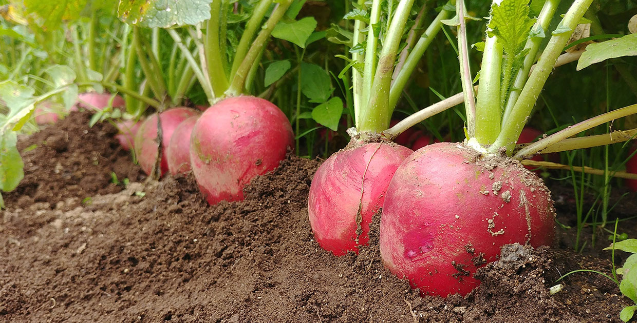 Guatemala en la mira de los fertilizantes para una agricultura sostenible