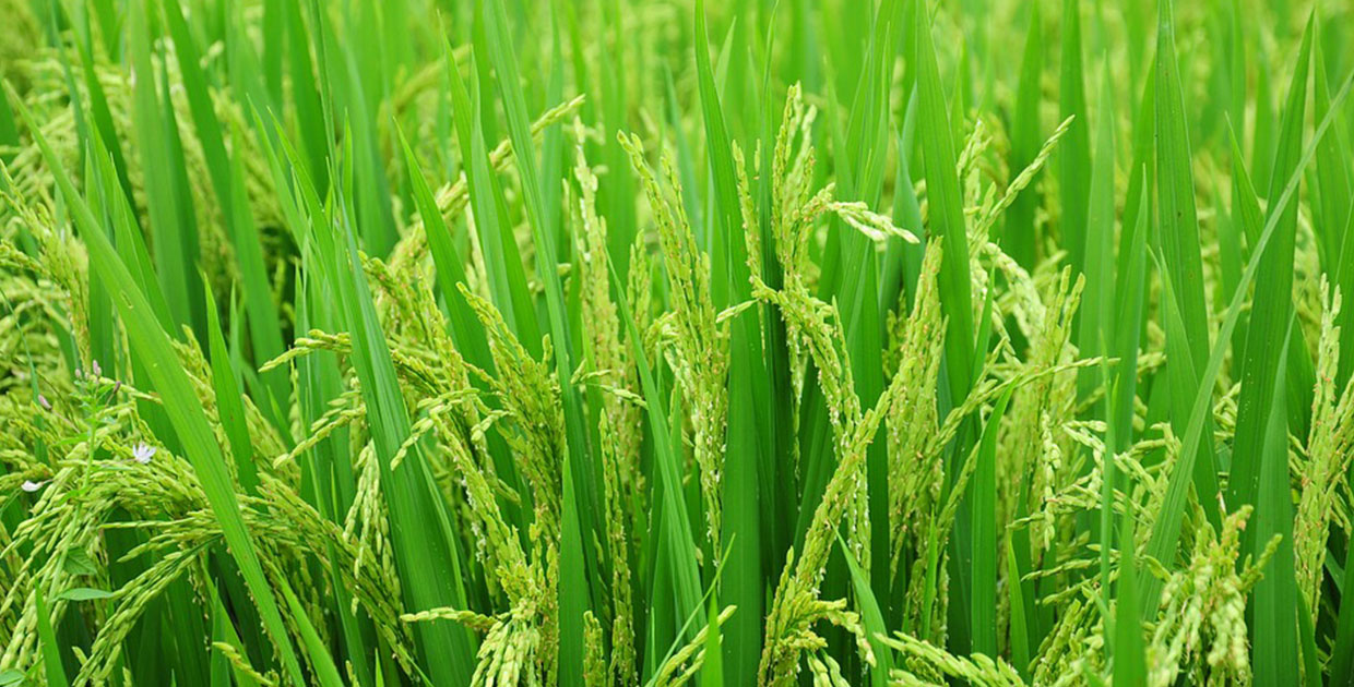Nicaragua y Taiwán firma convenio para desarrollar arroz secano