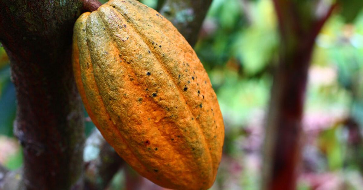 El cacao de Guatemala está entre los 50 mejores del mundo