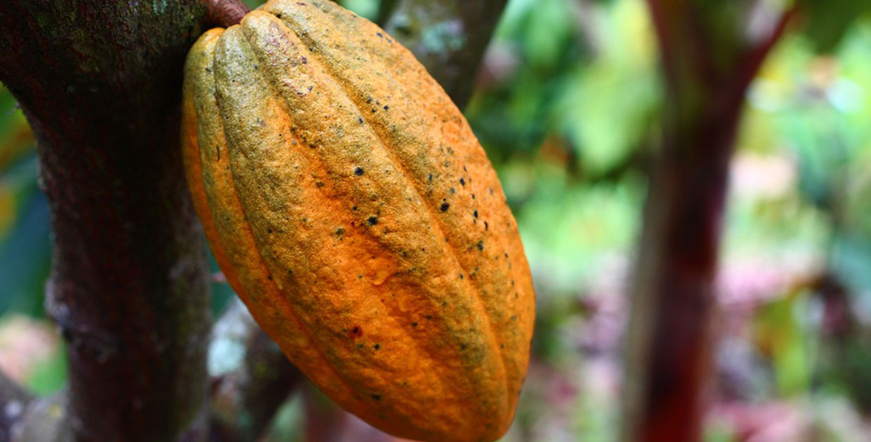 7 de julio: Día Mundial de Cacao
